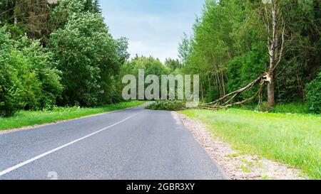 Ein Baum, der nach einem Sturm auf die Straße fiel. Nach einem Gewitter wird die Straße von einem umgestürzten Baum blockiert. Der Baum liegt auf der Straße und blockiert den Durchgang Stockfoto