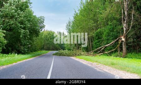Nach einem Gewitter wird die Straße von einem umgestürzten Baum blockiert. Naturkatastrophen. Veränderung des Klimas. Der Baum brach infolge eines starken h Stockfoto
