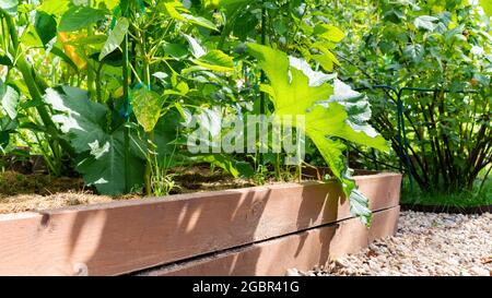 Hochholzbetten für den Anbau von Bio-Gemüse in einem haushaltseigenen Bauernhof. Modernes Gartendesign mit Kieswegen und hohen Betten. Gemischte Betten mit Zucchini und Stockfoto