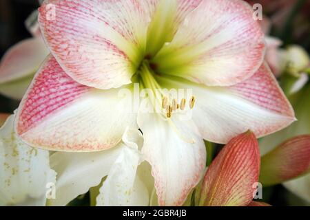 Schöne blühende Blume Nahaufnahme Foto Stockfoto