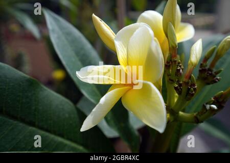Schöne blühende Blume Nahaufnahme Foto Stockfoto