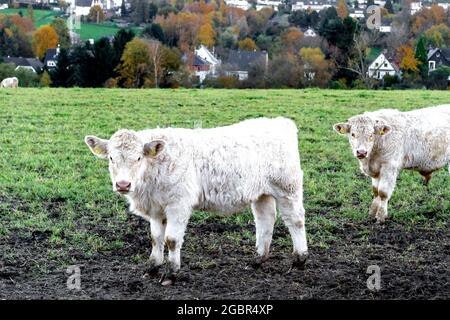 Kühe im Freien, munching Heu: Kuehe auf der Weide, Heu fressend Stockfoto