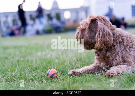 Cavapoo Hund immer bereit, mit Ball in London Greenwich Park England spielen Stockfoto