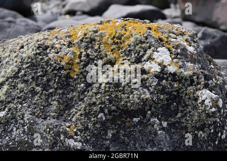Gelbe Meeresflechte, Xanthoria parietina, auf einem Felsen auf Mull, Westküste Schottlands Stockfoto