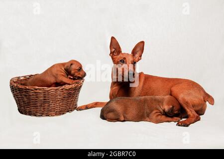 Ein Welpe in einem Weidenkorb. Mütter und Babys. Charmante Haustiere. Niedliche Tiere. Kleine Hunde mit einem großen Hund auf weißem Hintergrund. Stockfoto