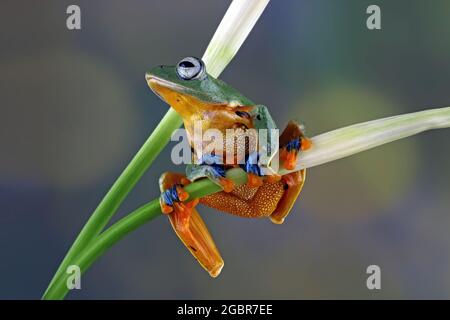 Java-Baumfrosch auf einem Ast Stockfoto