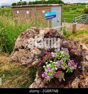Blumen in alten Baumstumpf vor der Preesall Wasserpumpstation gepflanzt Stockfoto