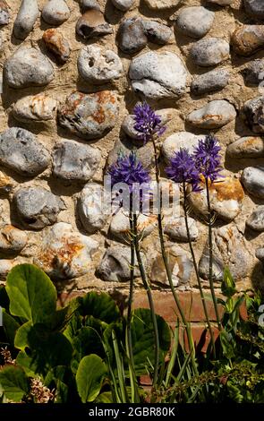 Camassia Blumen mit einem gepflasterten Wand Hintergrund Stockfoto