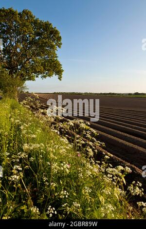 Wildblumenhecke um ein Kartoffelfeld Stockfoto