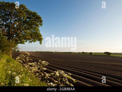 Wildblumenhecke um ein Kartoffelfeld Stockfoto