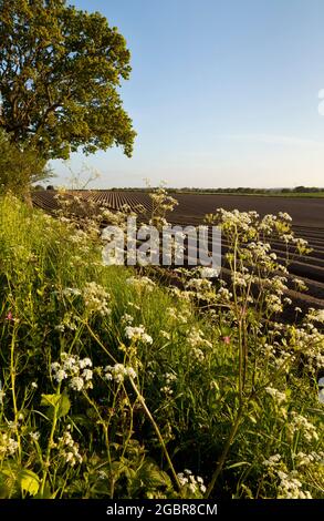 Wildblumenhecke um ein Kartoffelfeld Stockfoto