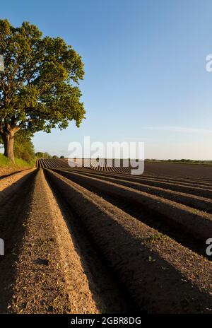 Reihen von Kartoffelbalken im Frühjahr Stockfoto