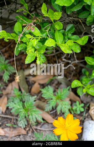 Eine Nahaufnahme von frischen grünen Blättern während des Tages im Garten Stockfoto