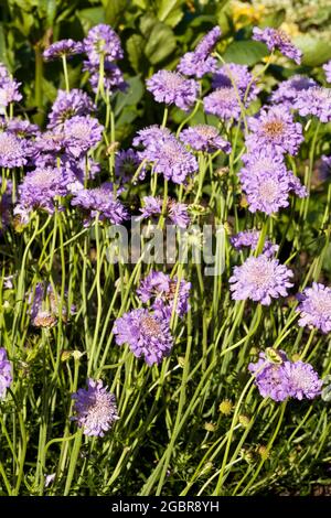 Violette, schabige Blüten Stockfoto