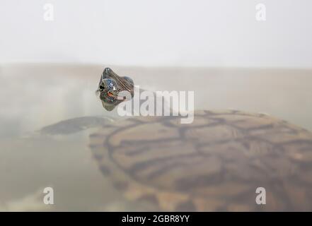 Eine tropische Schildkröte, ein Haustier in einem Aquarium. Rotohriger Schieber schwimmt im Wasser. Der Rotohrige Schieber stopfte seinen Kopf aus dem Wasser heraus. Stockfoto