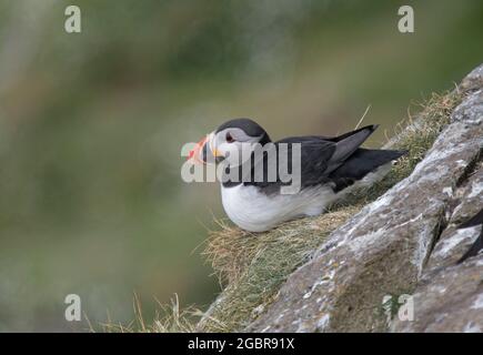 Atlantic Puffin, Fratercula artica, saß auf einer Klippe, Isle of Lunga, Schottland Stockfoto