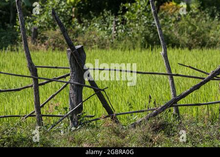 Killing Fields, Kambodscha, Pol Pot, Khmer Rouge Stockfoto