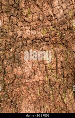 Nahaufnahme der Rinde am Boden des Stammes eines reifen überfluteten Gummis (Eucalyptus grandis) subtropischer Regenwald, Queensland, Australien, Hintergrund. Stockfoto