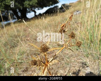 Empusa pennata, Kegelkopfmantis, auf einer Pflanze Stockfoto