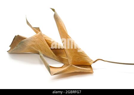 Nahaufnahme eines trockenen, verdrehten Blattes, isoliert auf weißem Hintergrund. Stockfoto