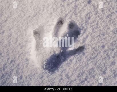 Kinder-Handprint auf dem Schnee. Konzept von Winterspaß und Aktivitäten bei kaltem Wetter. Verschneite Textur. Winterhintergrund. Stockfoto