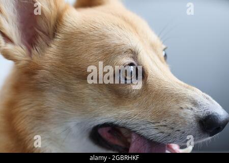 Porträt des reinrassigen Haushundes welsh Corgi Stockfoto