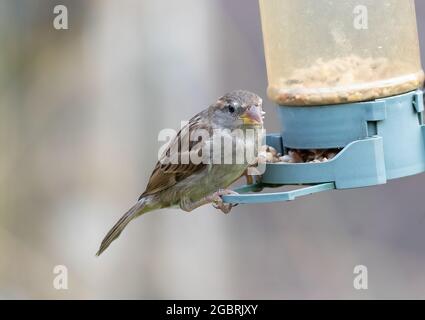 Haus Sparrow Fütterung an einem Futterhäuschen an einer Vogelfutterstation in Großbritannien Stockfoto