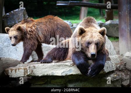 argeles gazost ist eine Gemeinde im Département Hautes-Pyrénées im Südwesten Frankreichs. Der Tierpark Pyrénées befindet sich in Argelès-Gazost. Stockfoto