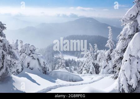 Hoher Berg. Bäume in den Schneeverwehungen. Erstaunliche Landschaft am kalten Wintermorgen. Auf dem mit Schnee bedeckten Rasen führt ein ausgetretene Pfad Stockfoto