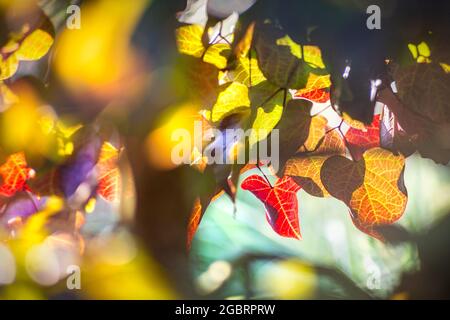 Licht durch die Blätter eines Judas-Baumes (Cercis siliquastrum) Stockfoto