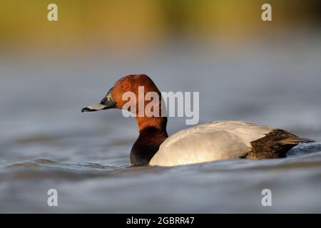 Im Wasser schwimmende männliche Taschentaucher (Aythya ferina), Camargue, Frankreich. Stockfoto