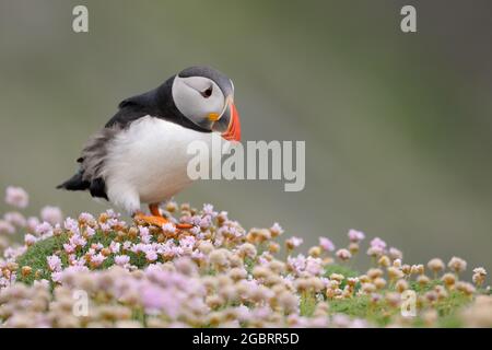 Atlantischer Papageitaucher (Fratercula arctica) in rosafarbener Form (Armeria maritima), Shetland-Inseln, Schottland, Großbritannien. Stockfoto