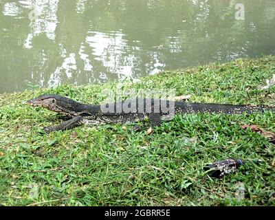 Ein großer Waran auf Gras im öffentlichen Lumphini Park Bangkok Stockfoto