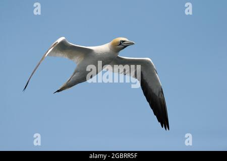 Nördlicher Gannet (Morus bassanus), der mit blauem Himmel fliegt, Vogelschutzgebiet Hermaness, Unst, Shetland Islands, Schottland, Großbritannien. Stockfoto