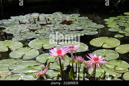 Rosa Seerosen wachsen im lokalen Teich mit Seerosen und der hellen Sommersonne. Stockfoto