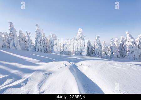 Wald. Landschaft am Wintertag. Wiese bedeckt mit Frostbäumen in den Schneeverwehungen. Weihnachtliches Wunderland. Hoher Berg. Verschneite Tapete Hintergrund. N Stockfoto