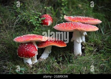Fliegen Sie agarische Pilze im grünen Gras auf einem Wald. Natürliche Landschaft. Herbstlicher Hintergrund. Stockfoto