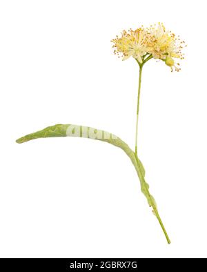 Frische Lindenblüte auf weißem Hintergrund. Beschneidungspfad Stockfoto