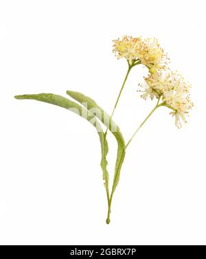 Frische Lindenblüte auf weißem Hintergrund. Beschneidungspfad Stockfoto