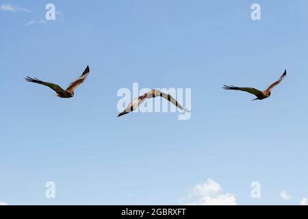 Fotomontage der westlichen Sumpfweihe (Circus aeruginosus) im Flug im Donana Nationalpark, Spanien Stockfoto