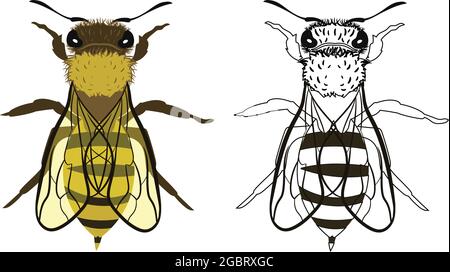 Biene oder APIs mellifera Vektorgrafik Füllen und Umriss isoliert auf weißem Hintergrund. Insekten Käfer Würmer Pest und Fliegen. Schädlingsbekämpfung Stock Vektor