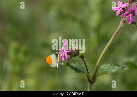 Ein männlicher Schmetterling mit Orangenspitze (großbritannien), der sich von Red Campion ernährt. Stockfoto