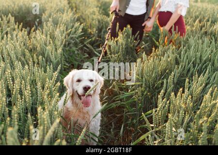 Absolut glücklich Hund läuft am Abend mit seinen Besitzern auf den Feldern. Schwanger Frau . Familie und Schwangerschaft. Liebe und Zärtlichkeit. Glück und Gelassenheit. T Stockfoto