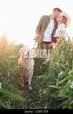 Der junge Mann wird seine Schwangere während eines abendlichen Spaziergangs in der Natur mit Labrador küssen. Schwanger Frau . Familie und Schwangerschaft. Liebe und Zärtlichkeit. Stockfoto