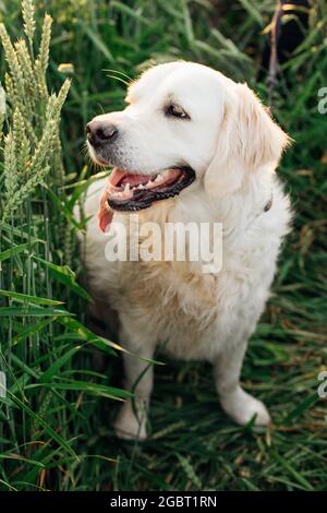 Absolut glücklich Labrador Retriever unter grünen Stacheletts im Sommer zu Fuß. Wandern an der frischen Luft. Pflege und Pflege von Tieren. Gesunder Lebensstil. Stockfoto