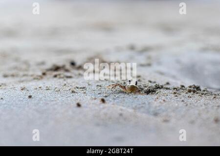 Eine junge Krabbe kriecht aus einem Bau mitten im Sand. Verschwommener Vorder- und Hintergrund Stockfoto