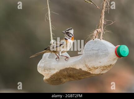 Porträt eines chingolos in einem Kunststofftrog aus recycelter Flasche Stockfoto