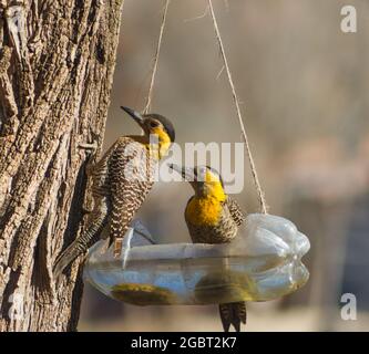 Paar Spechte (Colaptes campestris) Trinkwasser aus recycelter Flasche Stockfoto