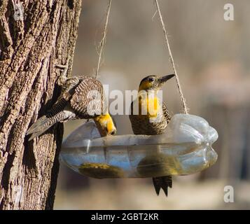 Paar Spechte (Colaptes campestris) Trinkwasser aus recycelter Flasche Stockfoto