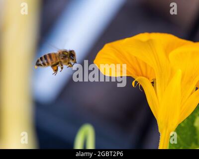 Bienen, Bestäuber, Makro einer Biene, die während des Fluges in der Luft schwebt, während er Pollen für die Honigproduktion sammelt. Gelbe essbare Nasturtiumblume, Pollensäcke voll Stockfoto